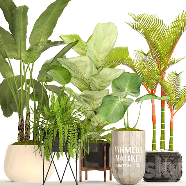 A collection of plants in pots. 48. Tropical Plants. Banana Palm. Fern. Lyre Ficus. Banana Palm. Fern. Concrete Pot. Flowerpot. Dipsis. Bush 3DModel