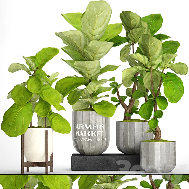 A collection of plants in pots. 53. decorative tree bush ficus lyrata indoor interior concrete outdoor bush 3D Model