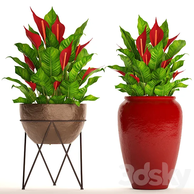 A collection of plants in pots. 55. RED Spathiphyllum Spathiphyllum red decorative flower pot flowerpot bush office plants 3D Model