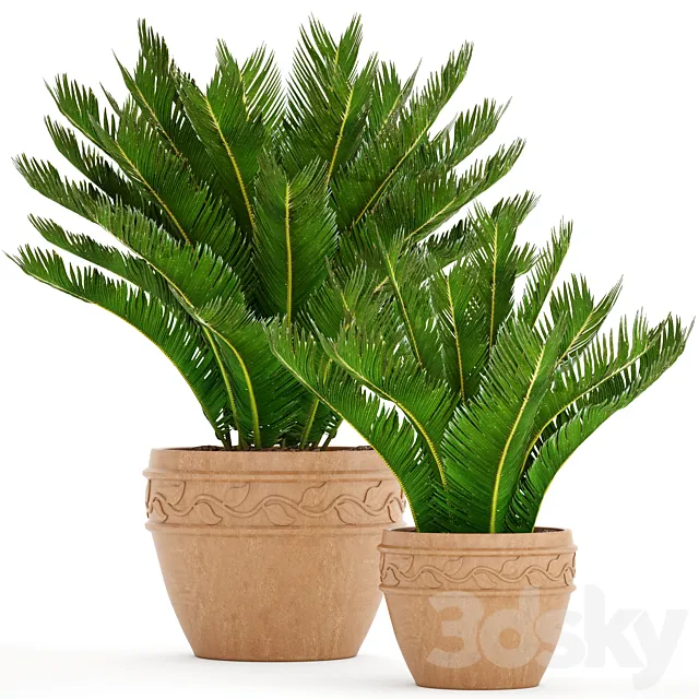 A collection of plants in pots. 71. Cycas cycad cycas palm tree bush clay pot clinker outdoor flowerpot landscaping 3D Model