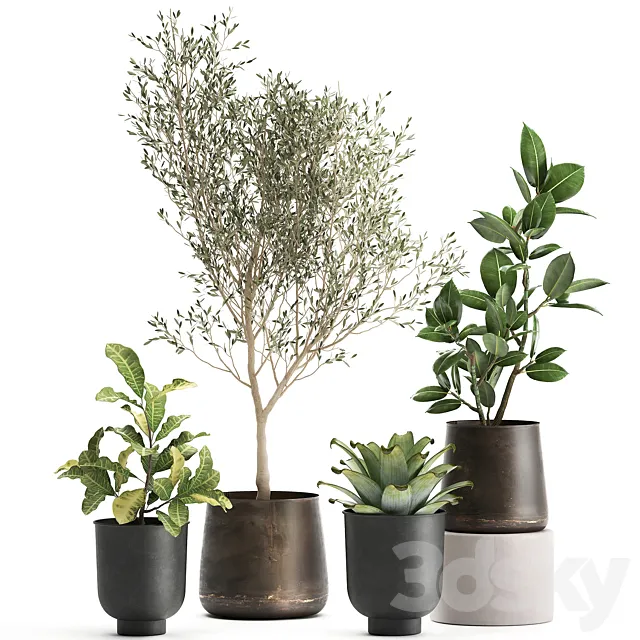 A collection of plants in rusty metal pots with a small olive tree. ficus. croton. Set 982. 3DModel