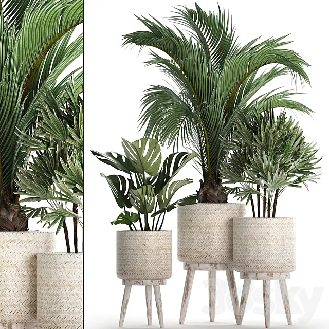 A collection of plants in white modern baskets with Rhapis. monstera. a small lush palm tree. Set 427. 3DModel