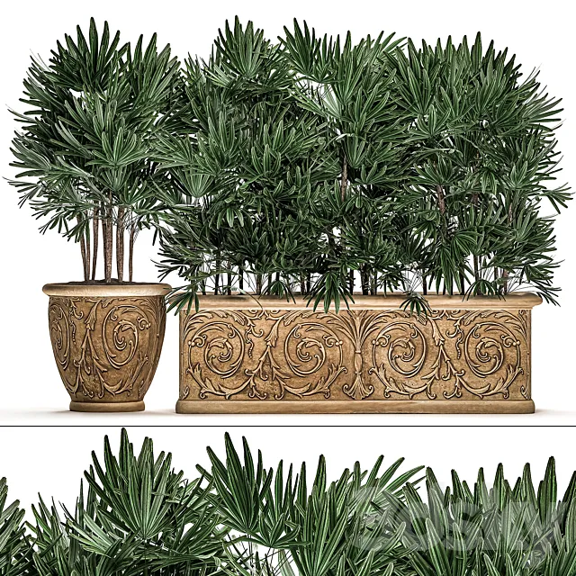 A collection of plants of lush exotic thickets in classic pots vases with monograms Palm rapis. Set 494. 3D Model