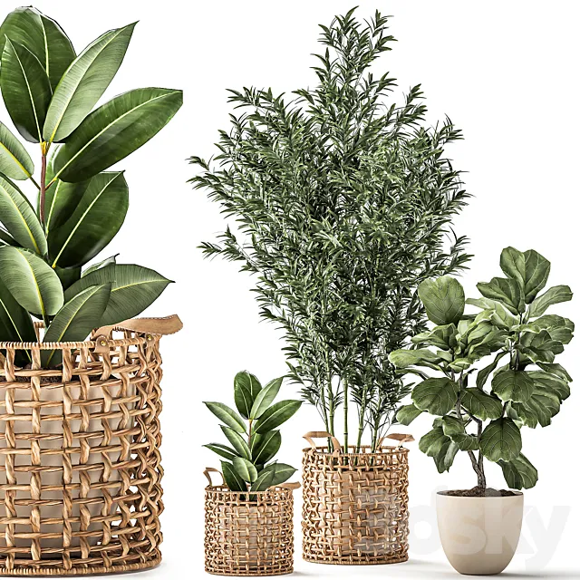 A collection of plants with a wicker rattan basket with bamboo bush pot flowerpot Ficus Lirata elastic. 1112. 3D Model
