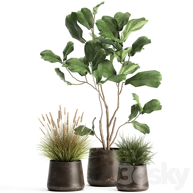 A collection of potted plants with a small Ficus lyrata tree with large leaves. Set 971. 3DModel