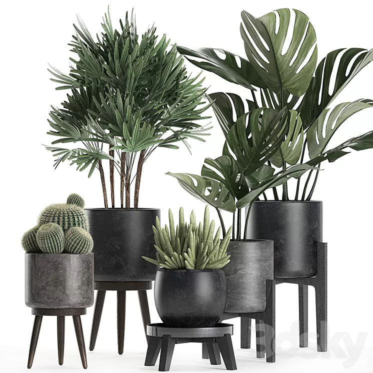 A collection of small beautiful plants in black pots on legs with Monstera Rapeseed palm cactus. Set 662. 3D Model
