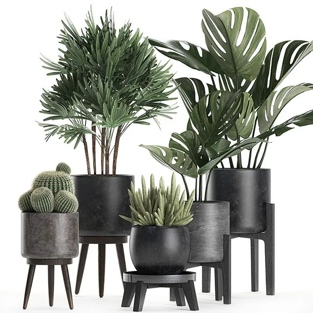 A collection of small beautiful plants in black pots Set 662 3D Model