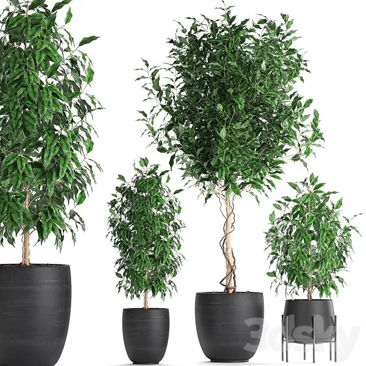A collection of small beautiful trees in black pots with Ficus Benjamin. Set 553. 3D Model