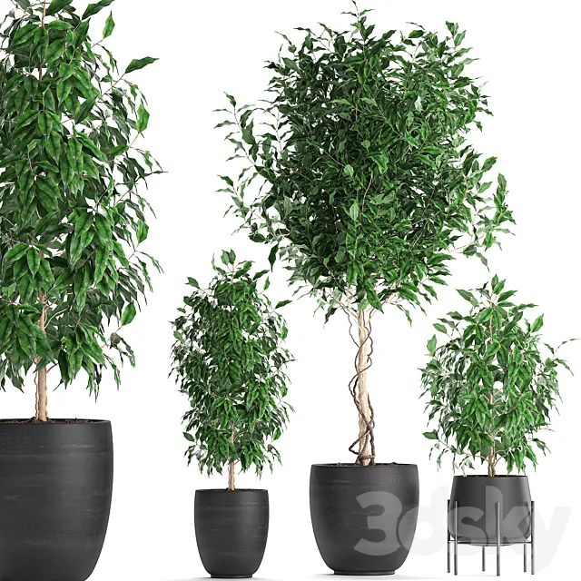 A collection of small beautiful trees in black pots with Ficus Benjamin. Set 553. 3DModel