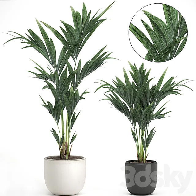 A collection of small decorative lush palms in white and black pots from Howea forsteriana kentia Neanta . Set 565. Free Download