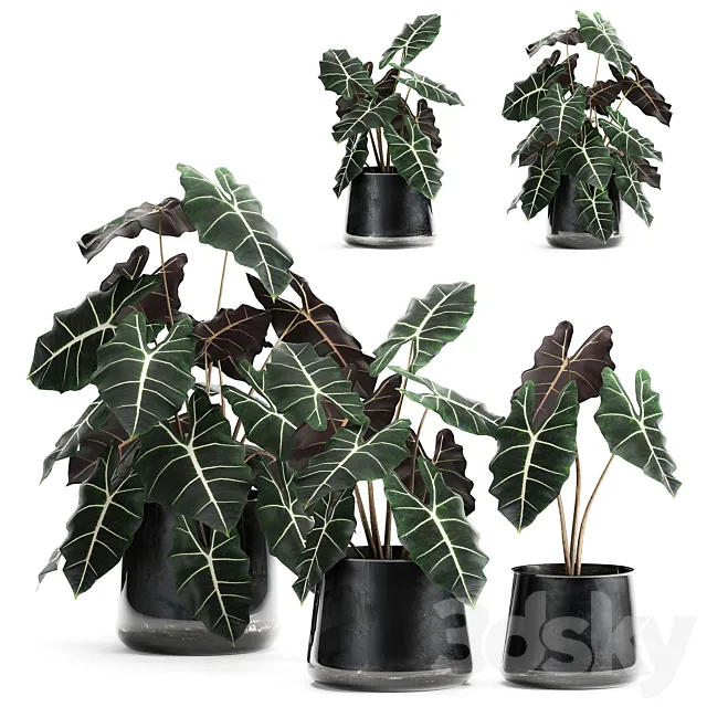 A collection of small exotic flowers in black metal pots with Alocasia Amazonica. Set 880. 3D Model