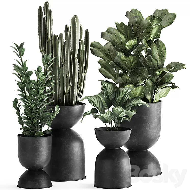 A collection of small exotic flowers in black metal pots Zamiokulkas cactus ficus. Set 887. 3D Model