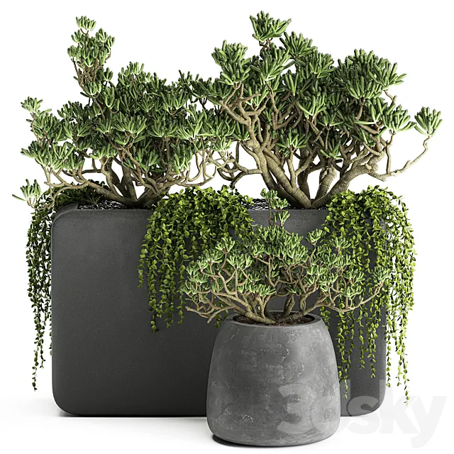 A collection of small exotic hanging succulents plants in black pots with a fat woman Crassula. Set 811. 3D Model