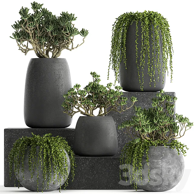 A collection of small exotic hanging succulents plants in black pots with a fat woman Crassula. Set 817. 3D Model