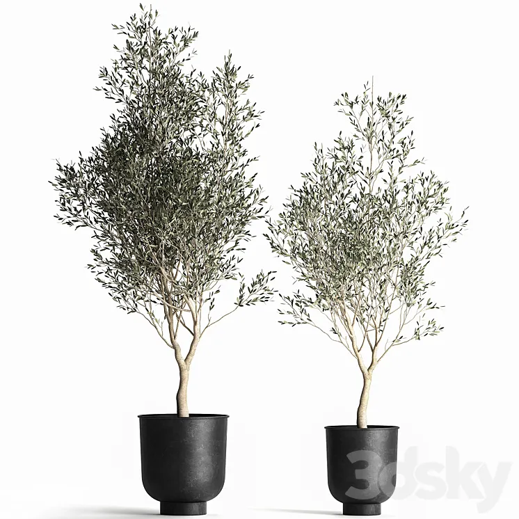 A collection of small Olive trees in a black metal pot and flowerpot. Set 967. 3D Model Free