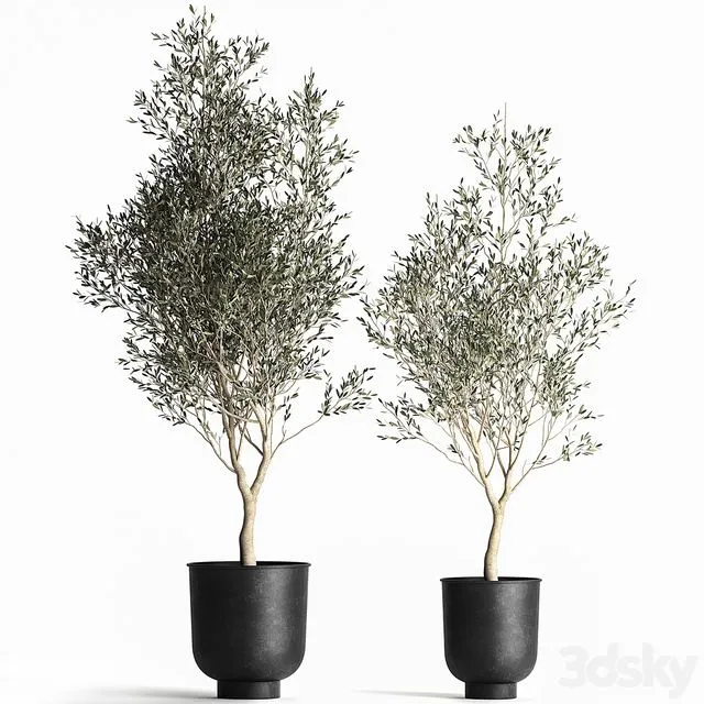 A collection of small Olive trees in a black metal pot and flowerpot. Set 967 Free Download