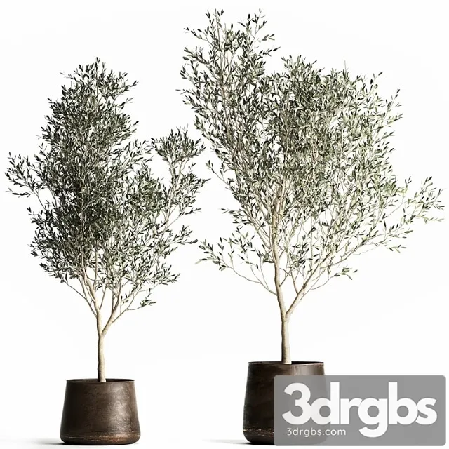 A Collection of Small Olive Trees In A Rusty Metal Pot and Flowerpot Set 968 3D Model Free