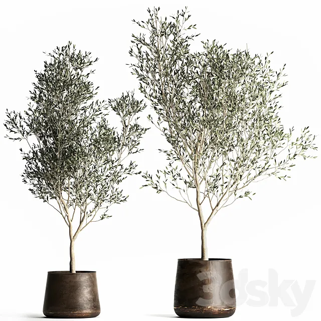 A collection of small Olive trees in a rusty metal pot and flowerpot. Set 968. 3D Model
