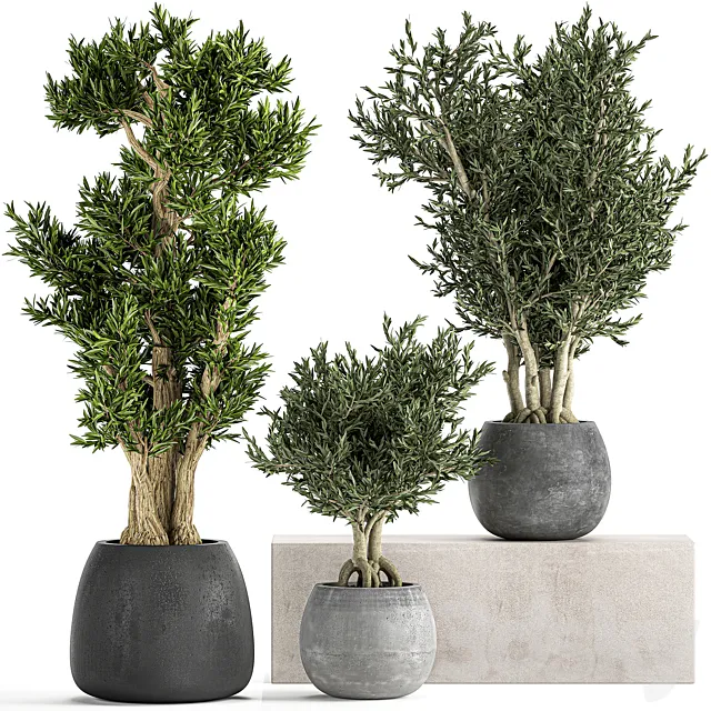 A collection of small ornamental olive trees in outdoor pots and pots made of concrete. Set 805 3D Model
