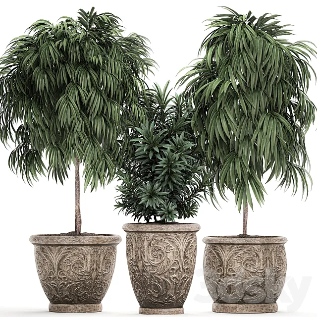 A collection of small ornamental trees for the garden in classic outdoor pots with Ficus ali. Oleander. Topiary. Set 491. 3DModel