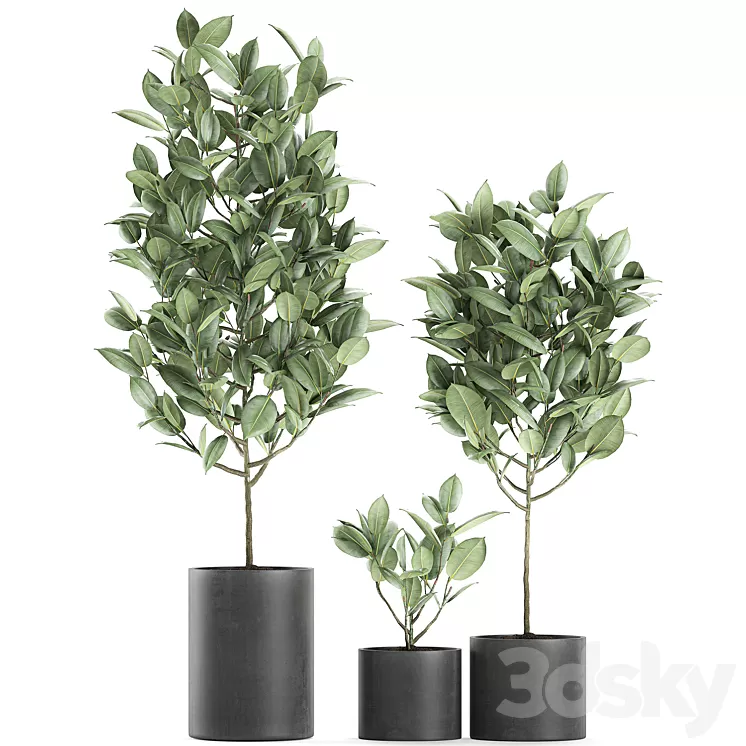 A collection of small ornamental trees in concrete black pots with ficus elastic handles. Set 609.