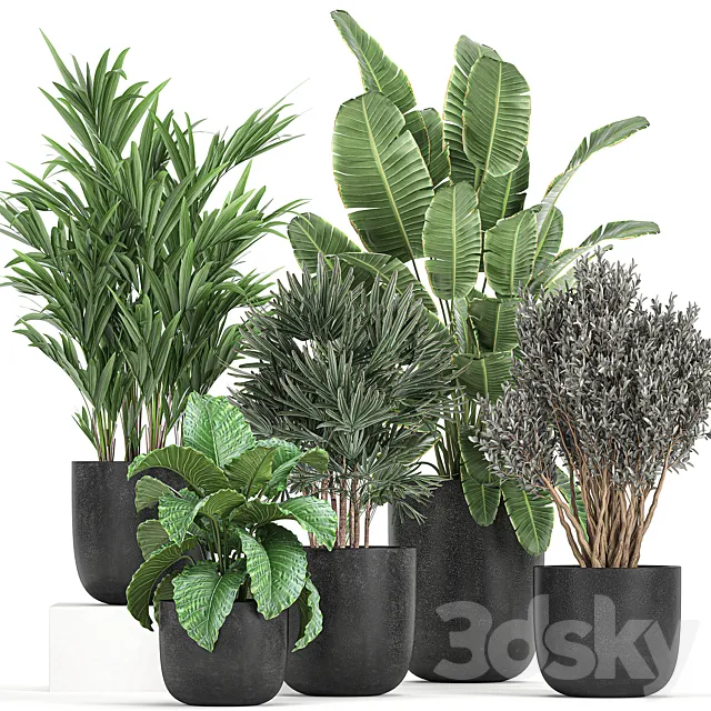 A collection of small plants and bushes Banana palm olive Rapeseed Alokasia in black pots. Set 813. 3D Model