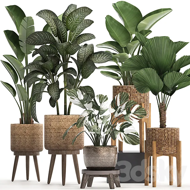 A collection of small plants in baskets on legs with licuala monstera Diffenbachia variegated banana strelitzia. Set 454. 3D Model