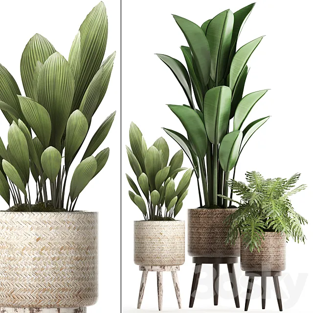 A collection of small plants in modern white rattan baskets with strelitzia. Philodendron. palm grass. ravenala. Set 428. 3DModel