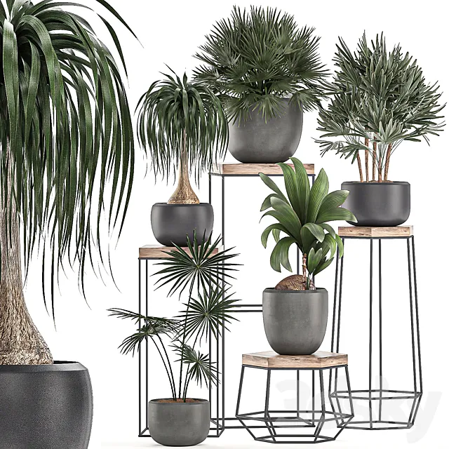 A collection of small plants in pots on stand tables with dracaena. rapeseed. palm. fan. coconut nutsifera. Set 525. 3DModel