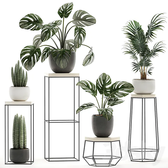 A collection of small plants in pots on tables with stands from Monstera hovea palm Sansevieria. Set 523. 3D Model