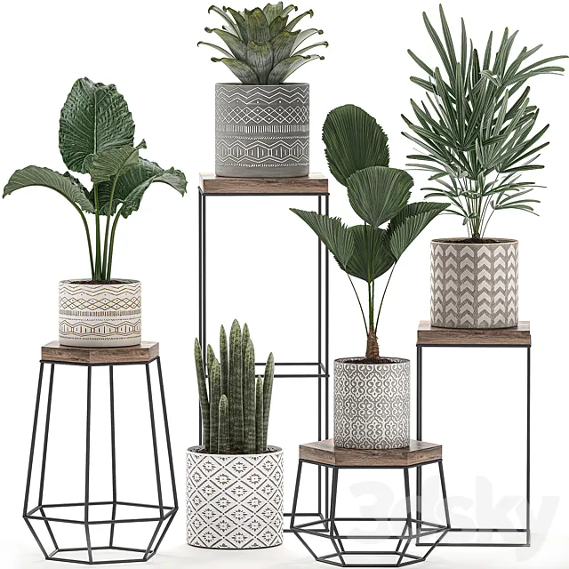 A collection of small plants in pots on tables with stands of Licuala palm alokasia bromeliad rapis. Set 528. 3D Model