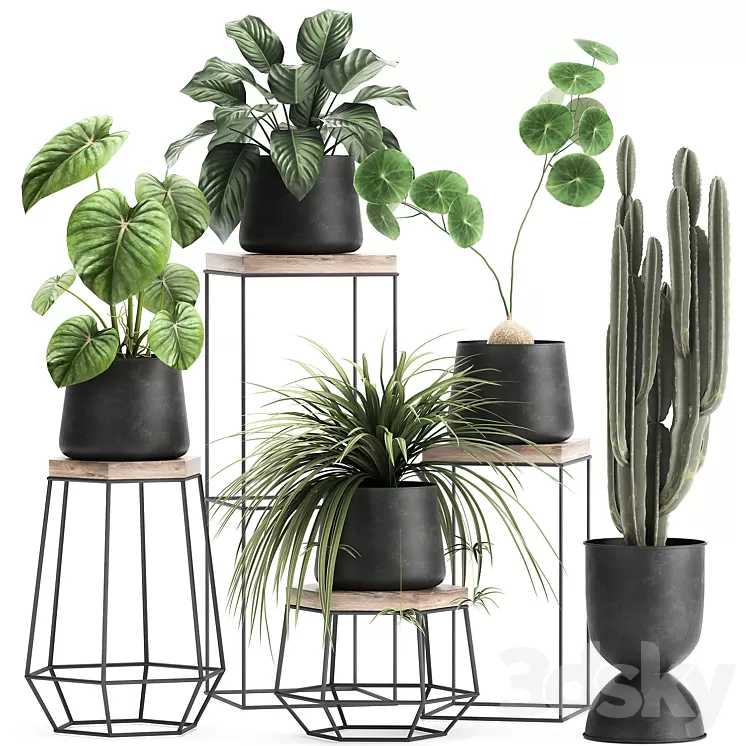 A collection of small plants on stands in black pots with Stefania Erecta cactus Philodendron. Set 899. 3D Model