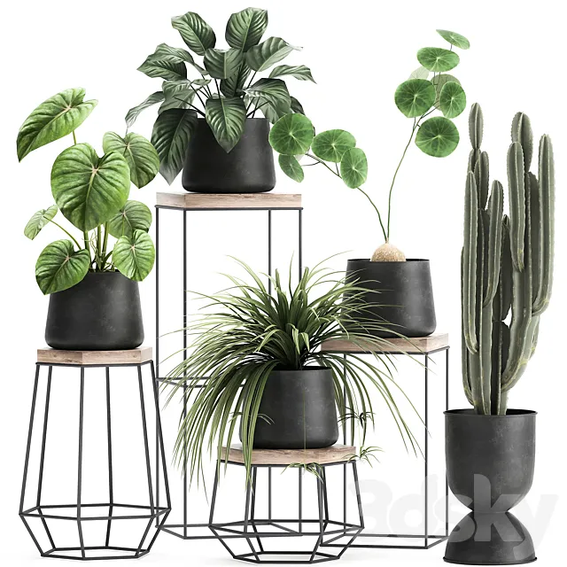 A collection of small plants on stands in black pots with Stefania Erecta. cactus. Philodendron. Set 899. 3DModel