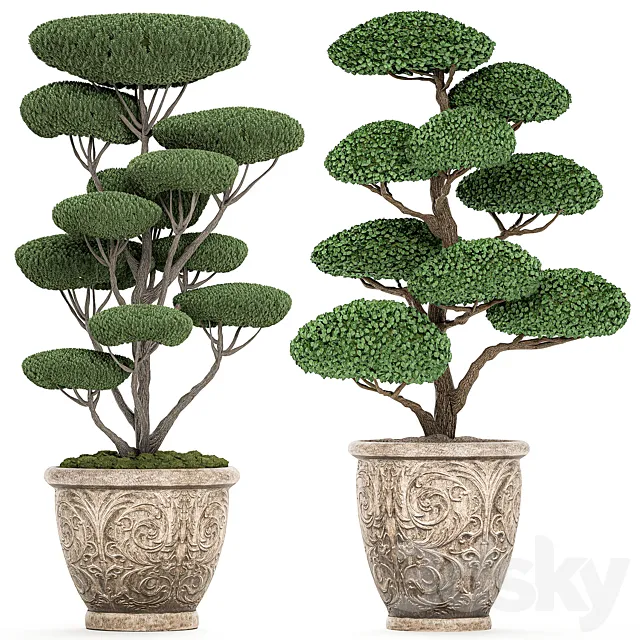 A collection of trees for the garden in classic outdoor pots with Topiary. bonsai. Nivaki. Set of 500. 3DModel