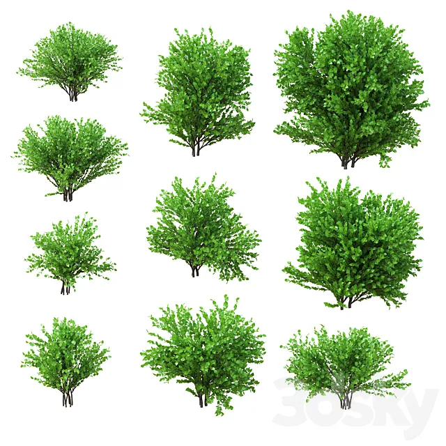 A set of bushes. 10 models. v2 3D Model