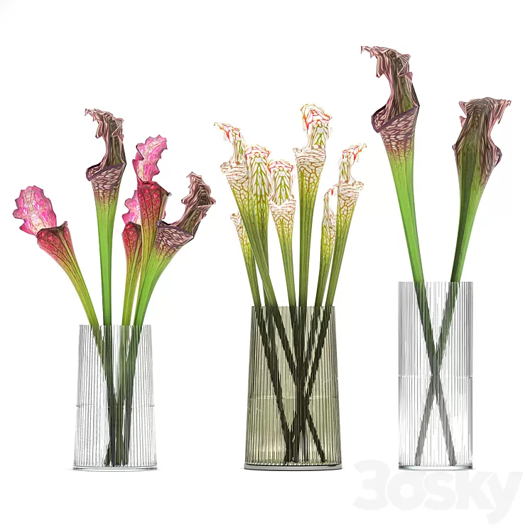A set of exotic bouquets of Saracenia flowers in glass vases. 180 3D Model