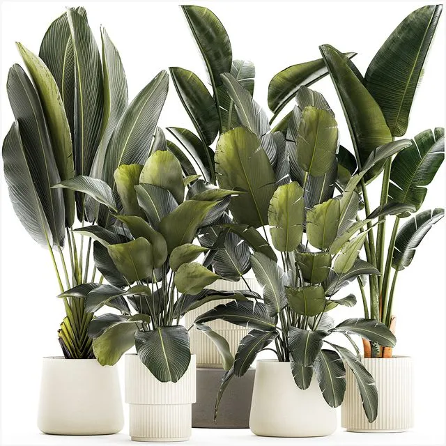 A set of exotic bushes of plants Collection 1327 3D Model