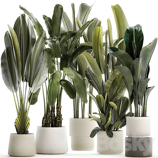 A set of exotic bushes of plants in a flower pot Ravenala Strelittia Banana palm. Collection 1330 Free Download