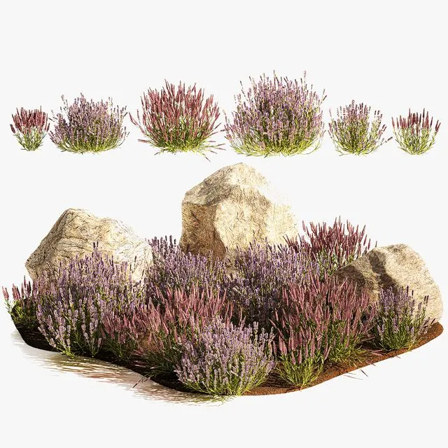 A set of lavender bushes for the garden and alpine slide 1191 3D Model