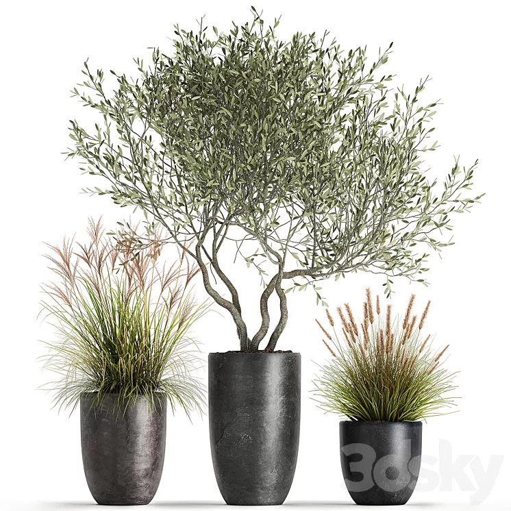 A set of plants in outdoor pots with an olive tree a reed a bush and a sapling. 1052 3D Model