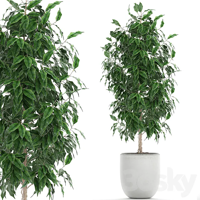 A small beautiful interior tree in a white pot with Ficus Benjamin. Set 554. 3D Model