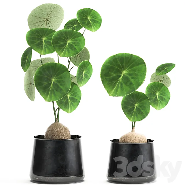 A small exotic flower in a metal pot with Stephania Erecta. Set 894. 3D Model