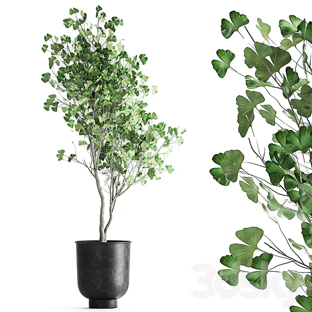 A small Ginkgo tree is double-lobed in a black outdoor pot. 1011. 3D Model