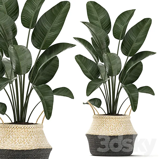 A small lush beautiful indoor Strelitzia in a black basket with handles with a banana palm. ravenala. Set 483. 3DModel