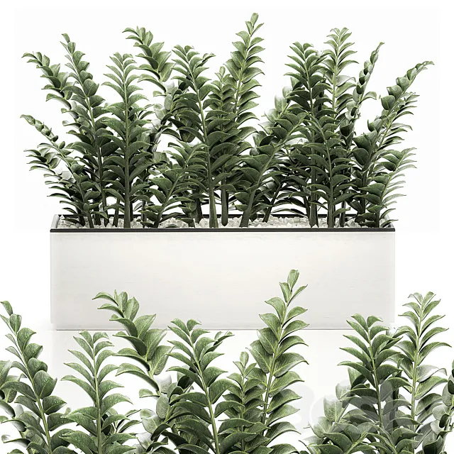 A small lush decorative exotic Zamiokulkas flower in a white pot with gravel. Set 535. 3DModel