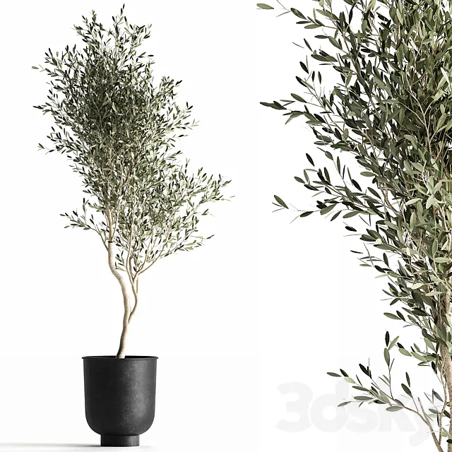 A small olive tree in a black metal pot and a flowerpot.  966. Free Download