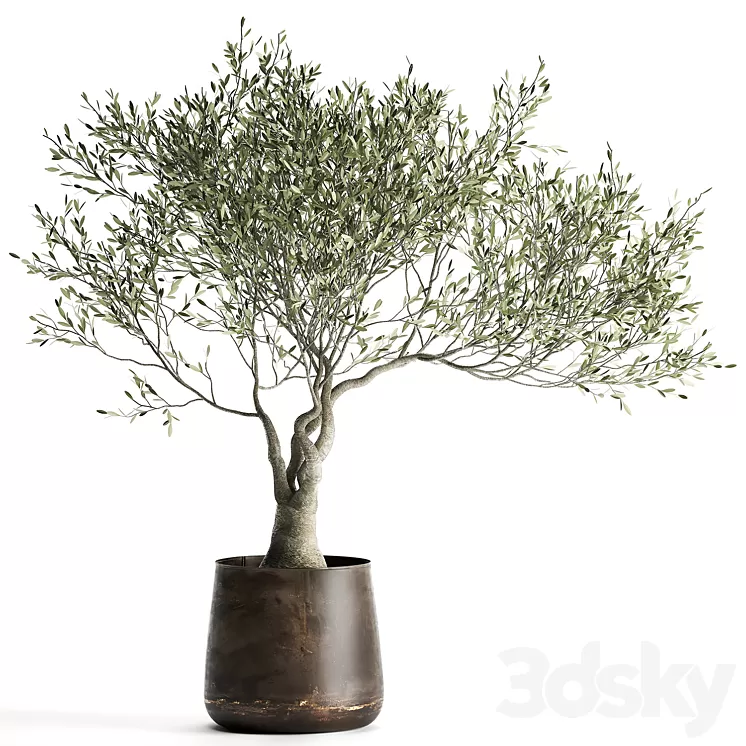 A small olive tree in a rusty metal pot and flowerpot.  969. 3D Model