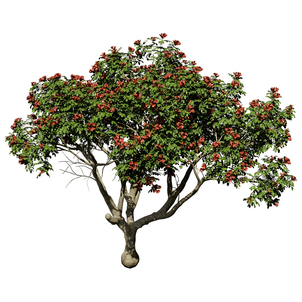 ABBER - Pathodea Campanulata 01 04 3D Model