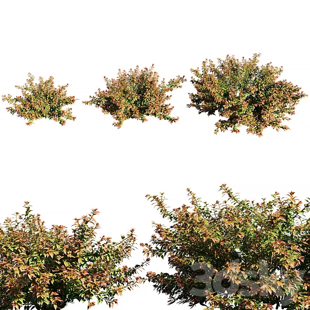 Abelia x grandiflora RED Free Download
