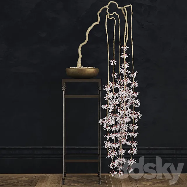 abeliophyllum bonsai 3DModel